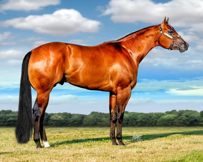 Top Halter Sires of 2022 AQHA